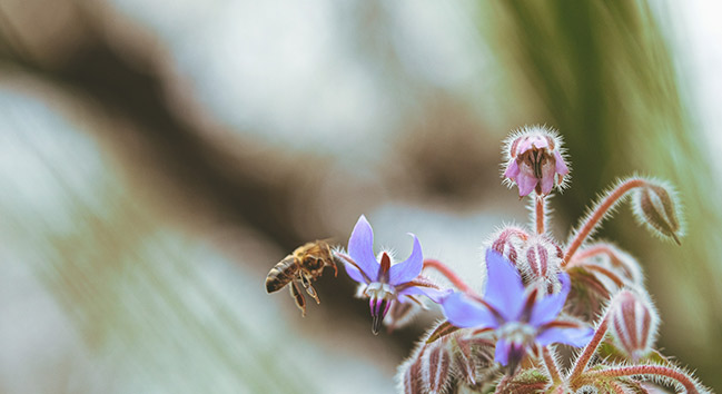 bee foraging a flower ballot flurin
